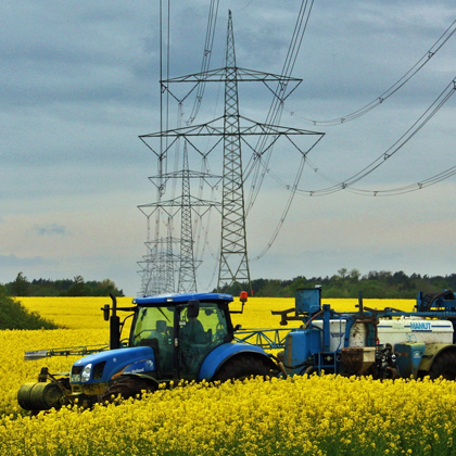 Wie das Statistische Amt zu diesen ersten vorläufigen Angaben weiter mitteilt, beläuft sich die Rapsfläche auf 235 600 Hektar. Foto: Grit Gehlen