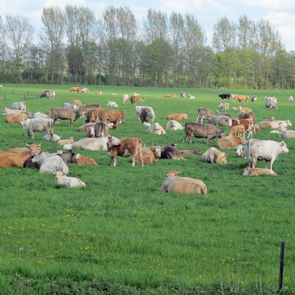 Ökologischer Landbau, Landwirtschaft 2030