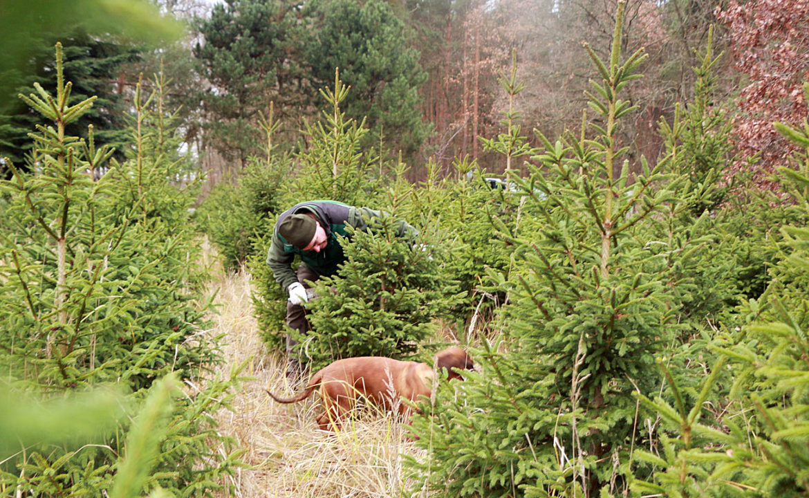 Weihnachtsbaumkauf